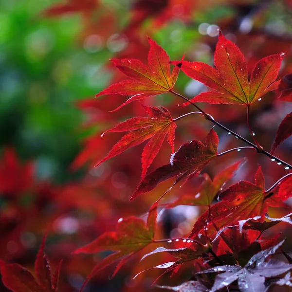 Kırmızı akçaağaç yaprakları — Stok fotoğraf