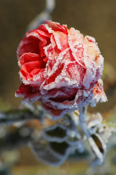 stock image Snow rose