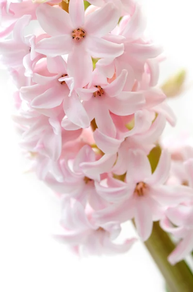 Roze hyacint — Stockfoto