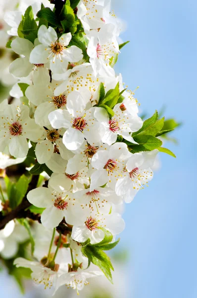Cherry-tree blossom — Stock Photo, Image