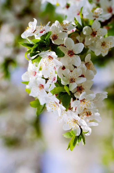 체리 나무 꽃 — 스톡 사진