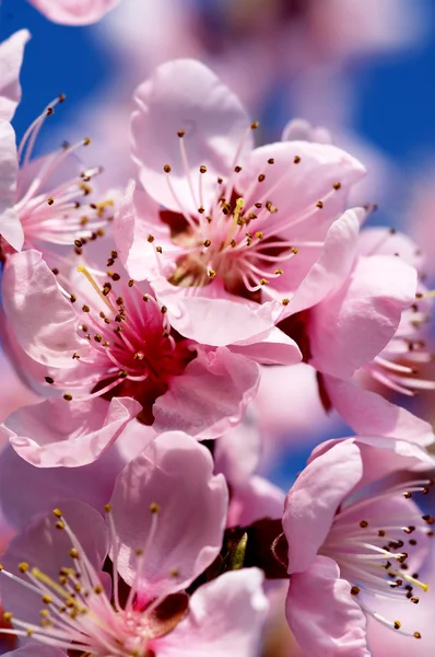 盛开的樱花树 — 图库照片