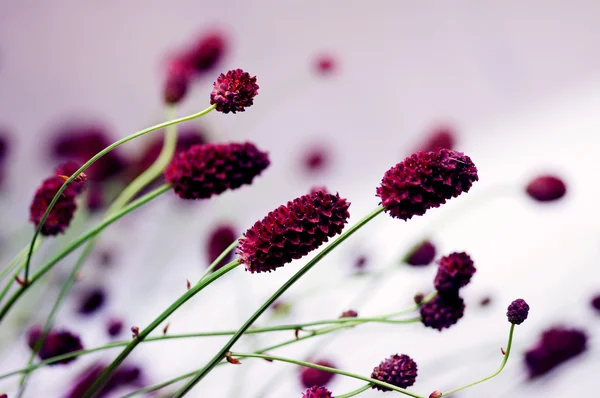 Bacharelado de Floran — Fotografia de Stock