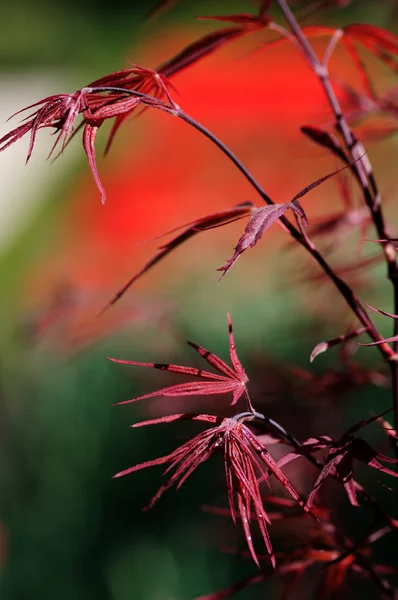 Κόκκινα φύλλα σφενδάμου — Φωτογραφία Αρχείου