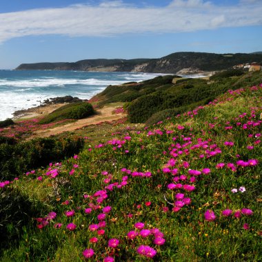 Square landscape. Spring in Sardinia, Italy clipart