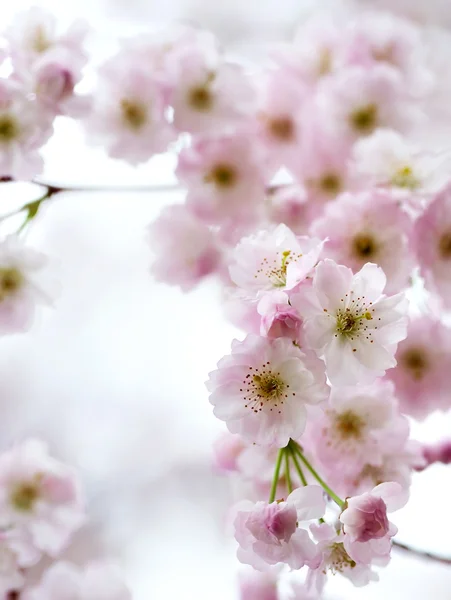 Cherry-tree blossom — Stock Photo, Image