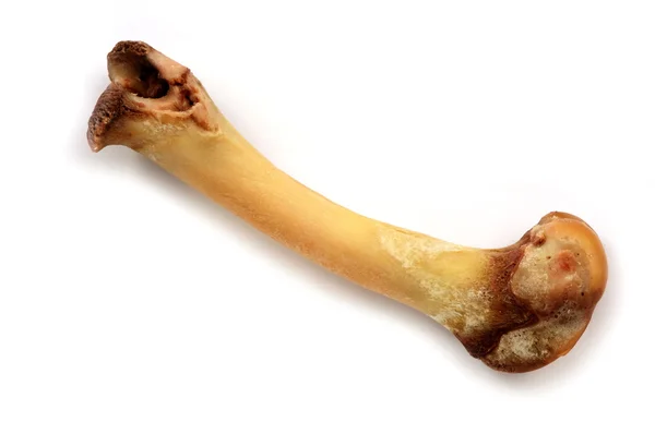 Kości zwierząt — Zdjęcie stockowe