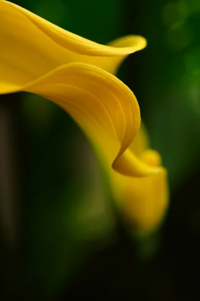 Calla abstracta amarilla (DOF poco profundo ) — Foto de Stock