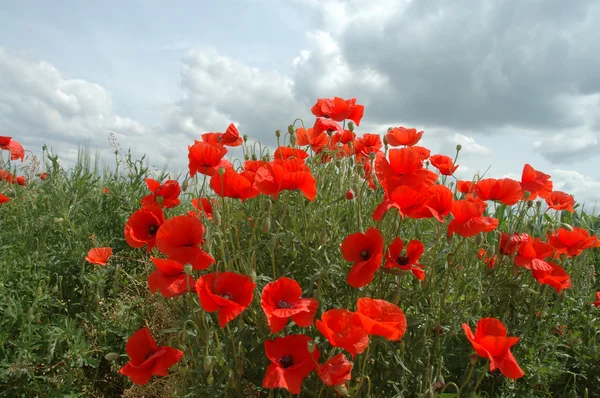 Red poppies and blue sky — Stock Photo, Image