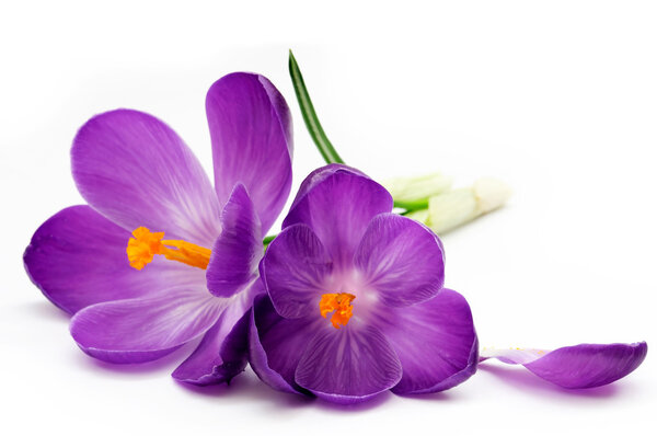 Crocus