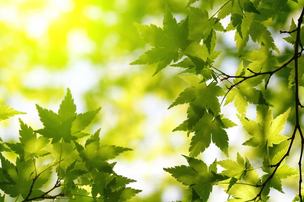 Zelené Javorové listy s sun ray — Stock fotografie