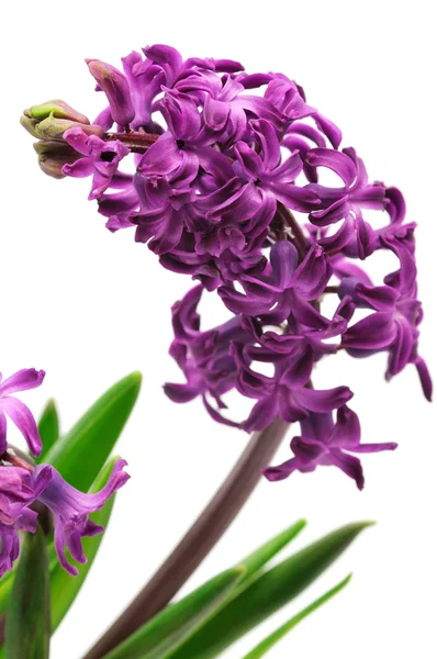 Bunga Hyacinth — Stok Foto