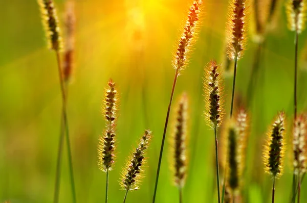 Gras mit grünem Hintergrund — Stockfoto