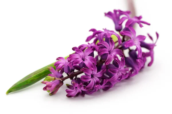 Hyacinth flower — Stock Photo, Image