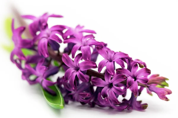 ヒヤシンスの花 (浅い) — ストック写真