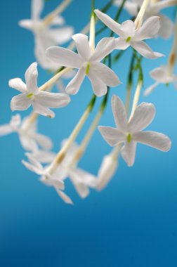 White jasmine clipart