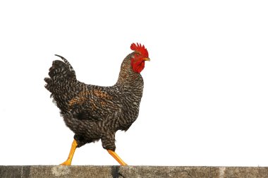 Rooster isolated on white clipart