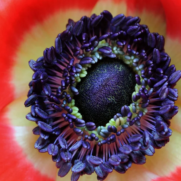 Vértes anemone blossom — Stock Fotó