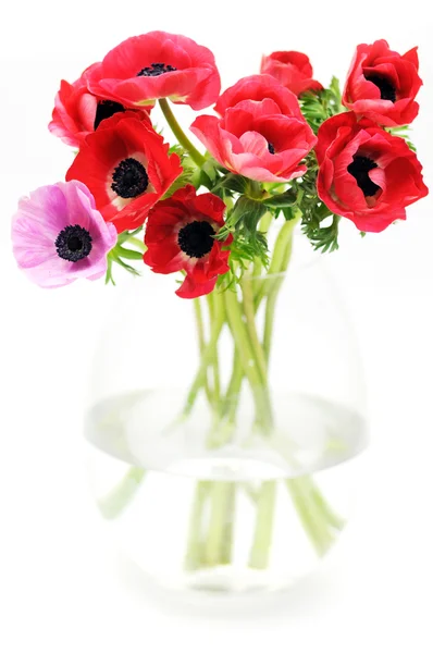 Bouquet d'anémone en vase — Photo