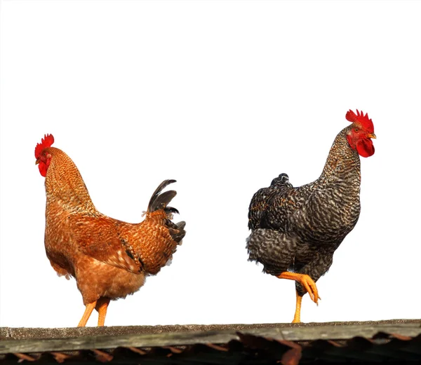 Tavuk ve horoz üzerinde beyaz izole — Stok fotoğraf