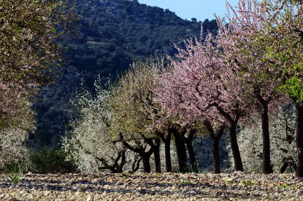 Bloeiende amandel-tree, Mallorca, Spanje — Stockfoto