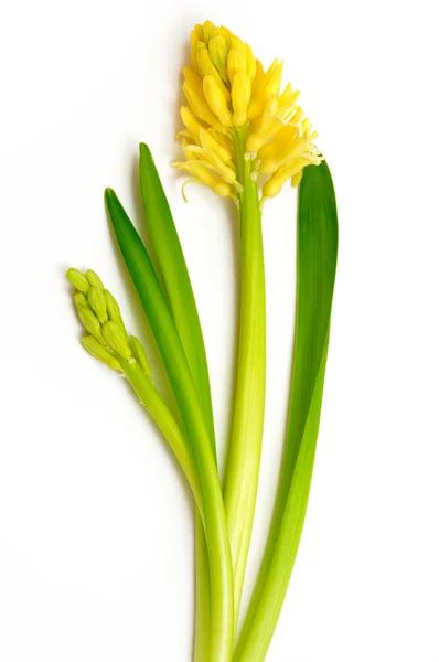 Gul hyacint — Stockfoto