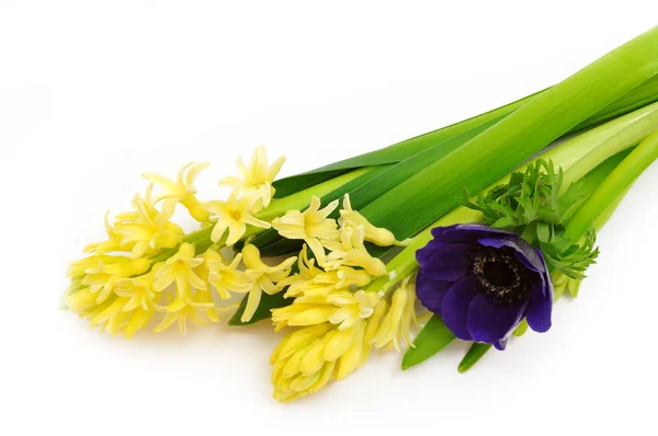 Yellow hyacinth and anemone — Stock Photo, Image