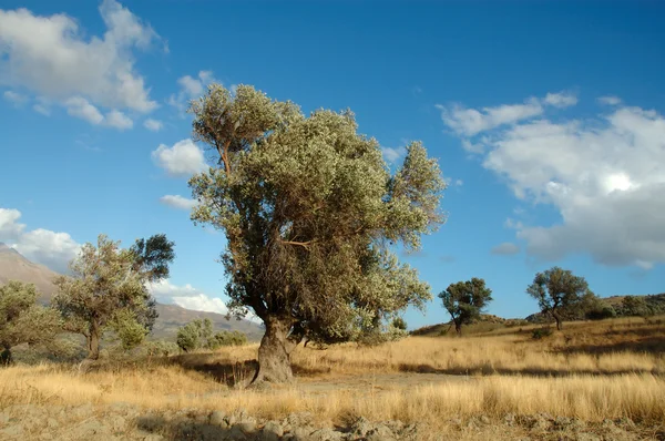 Olivenbaum, Griechenland lizenzfreie Stockbilder