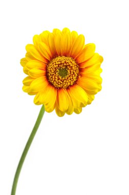 Yellow gerbera flower clipart