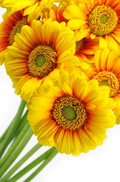 노란 거 버 꽃다발 — 스톡 사진