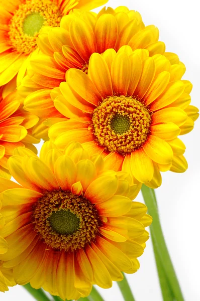 Bouquet gerbero giallo — Foto Stock