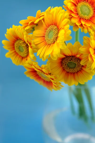 Yellow gerbera daisies in vase — Stock Photo, Image
