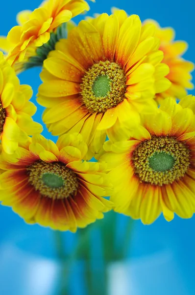 黄色ガーバー花束 — ストック写真