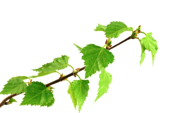 Birch twig whit young leaves — Stock Photo, Image