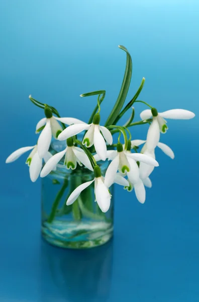 Snowdrops bouquet — Stock Photo, Image
