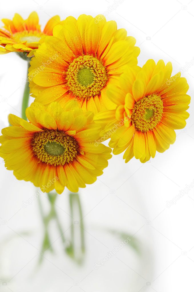 Yellow gerbera daisies