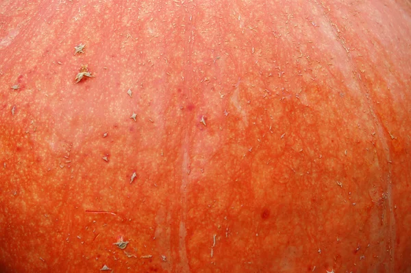 Stock image Pumpkin