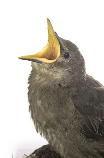 Alimentando pouco pássaro faminto — Fotografia de Stock