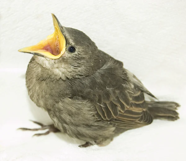 Feeding little hungry bird — Stock Photo, Image