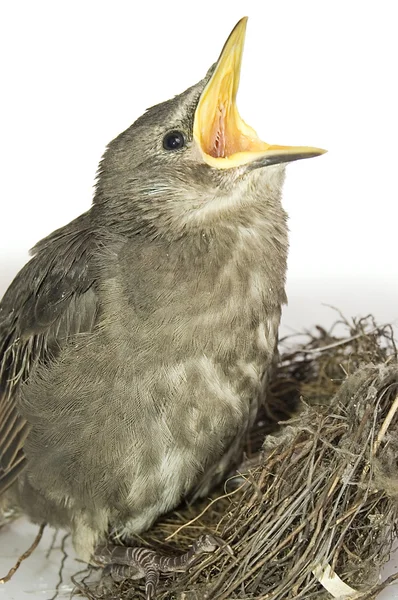 Alimentando pouco pássaro faminto — Fotografia de Stock