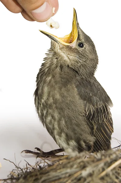 Nourrir un petit oiseau affamé — Photo
