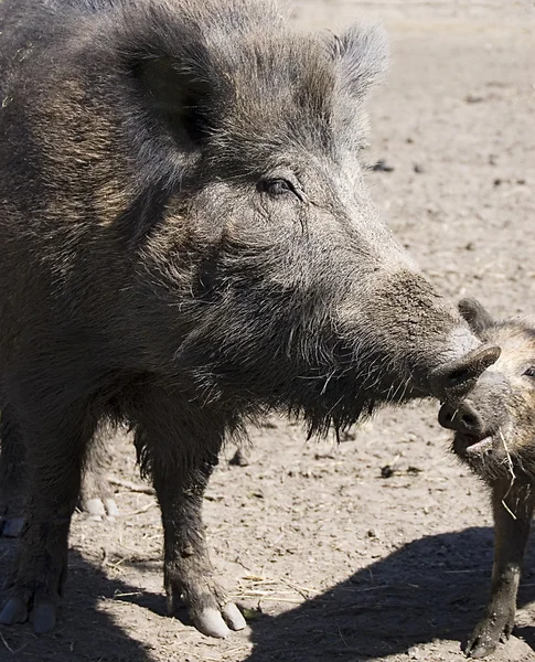 Wild boars family — Stock Photo, Image