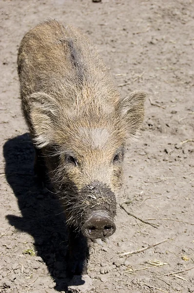 小野猪 — 图库照片