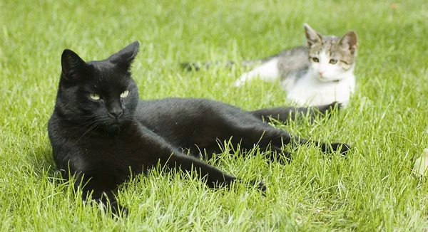 Black and white - two cats — Stock Photo, Image