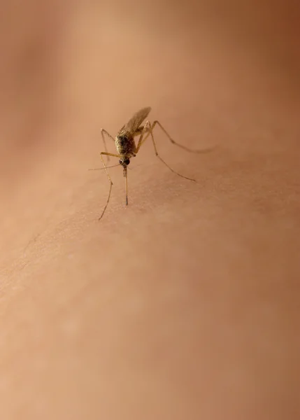 Kan emme sivrisinek — Stok fotoğraf