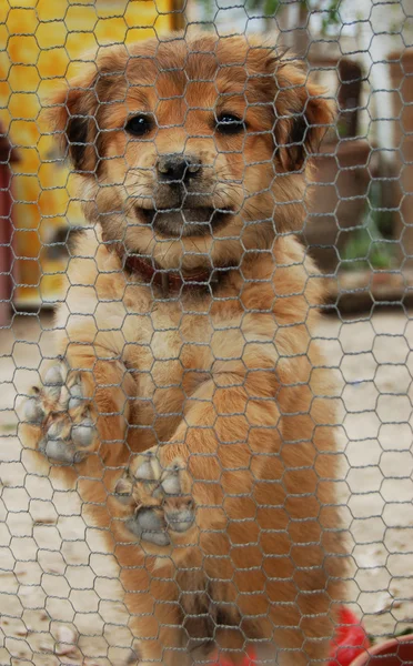 Little dog in a cage — Stock Photo, Image