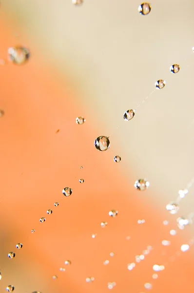 Gotas de agua en Spider Web — Foto de Stock