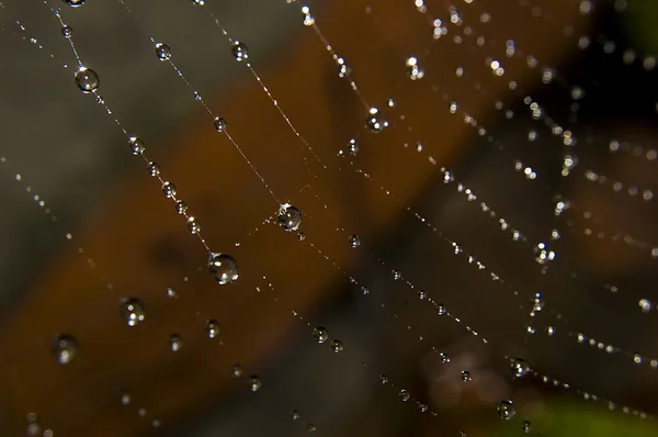 Gouttes d'eau sur toile d'araignée — Photo