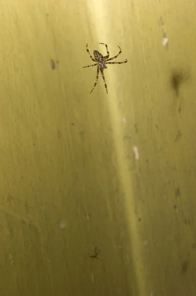 Spider on web — Stock Photo, Image