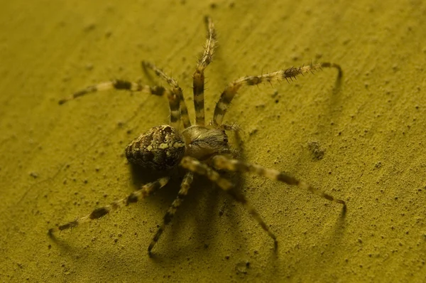 Pavouk na staré zdi — Stock fotografie